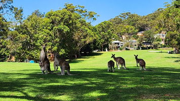 Nelson Bay Golf Club
